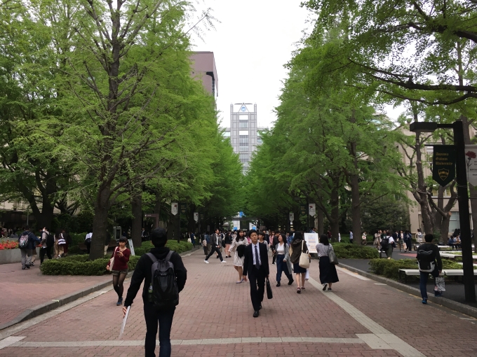 青学_正門からのイチョウ並木